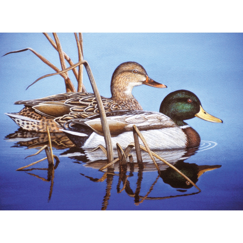 Peinture à numéro - Colverts de l'Eau Bleue